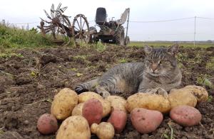 Eine Katze liegt auf einem Feld, vor ihr Kartoffeln, hinter ihr ein Traktor.