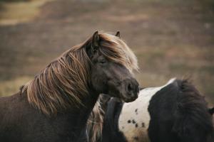 Ein braunes und ein schwarz-weißes Pony stehen auf einer Freifläche
