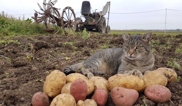 Eine Katze liegt auf einem Feld, vor ihr Kartoffeln, hinter ihr ein Traktor.