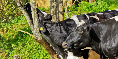 Zwei schwarz-weiße Kühe auf einer Weide, eine reibt sich den Hals an einem Baum