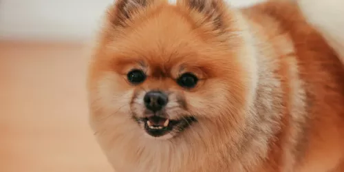 Hund mit rundem Gesicht und rötlichem Fell schaut in die Kamera