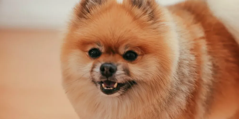 Hund mit rundem Gesicht und rötlichem Fell schaut in die Kamera