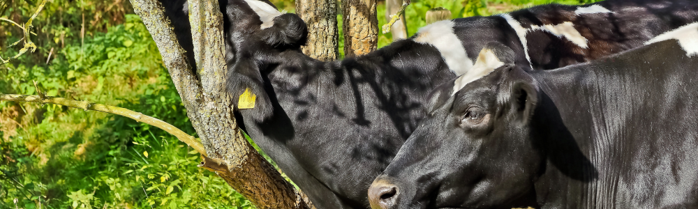 Zwei schwarz-weiße Kühe auf einer Weide, eine reibt sich den Hals an einem Baum