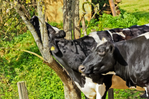Zwei schwarz-weiße Kühe auf einer Weide, eine reibt sich den Hals an einem Baum