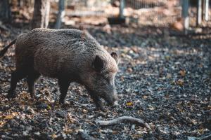 ein Wilschwein auf einer Lichtung in einem Wald.