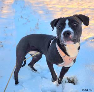 Schwarz-weißer Hund im Schnee