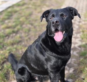 schwarzer Mischlingsrüde "Yamo"