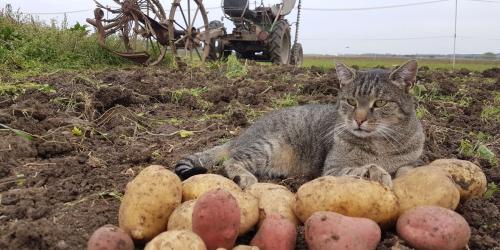 Eine Katze liegt auf einem Feld, vor ihr Kartoffeln, hinter ihr ein Traktor.