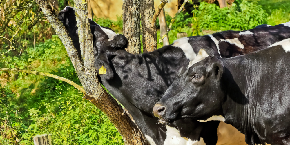 Zwei schwarz-weiße Kühe auf einer Weide, eine reibt sich den Hals an einem Baum