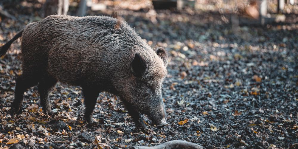 ein Wilschwein auf einer Lichtung in einem Wald.