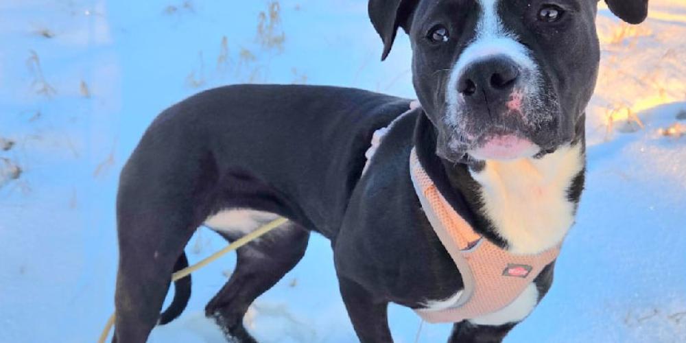 Schwarz-weißer Hund im Schnee