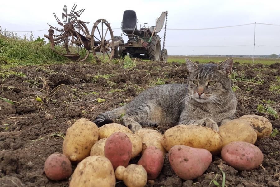 Eine Katze liegt auf einem Feld, vor ihr Kartoffeln, hinter ihr ein Traktor.