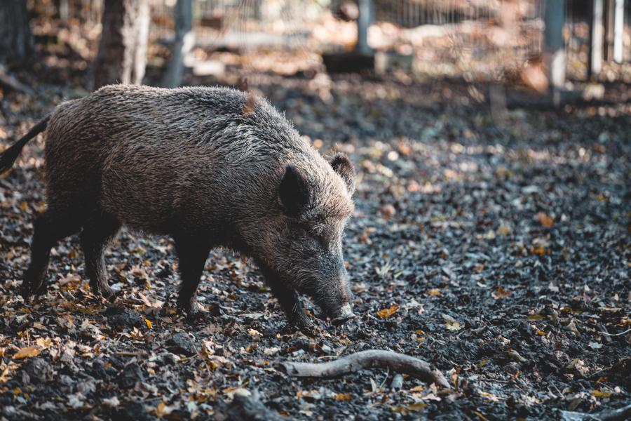 Ein Wilschwein auf einer Lichtung in einem Wald.