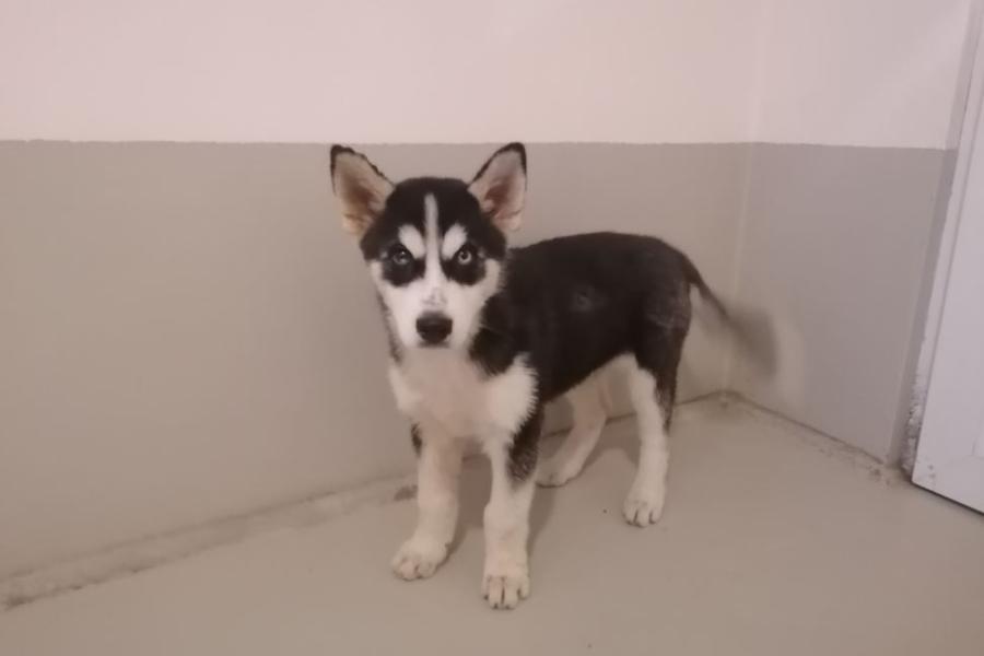 Husky-Welpe