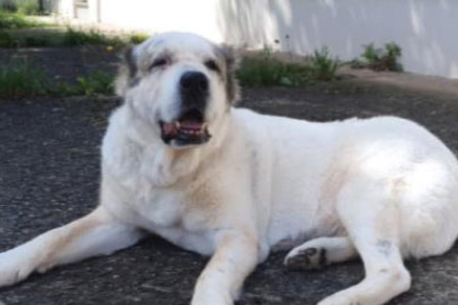 Cremefarbener Hund mit dunkler Nase liegt