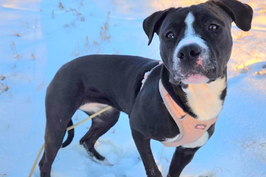 Schwarz-weißer Hund im Schnee